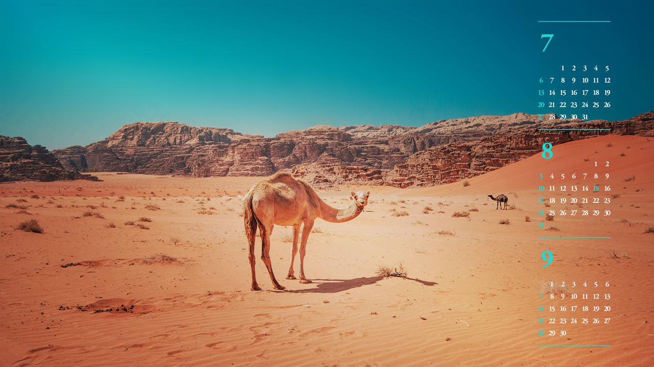 11 낙타 B - 2025년8월 노트북배경화면