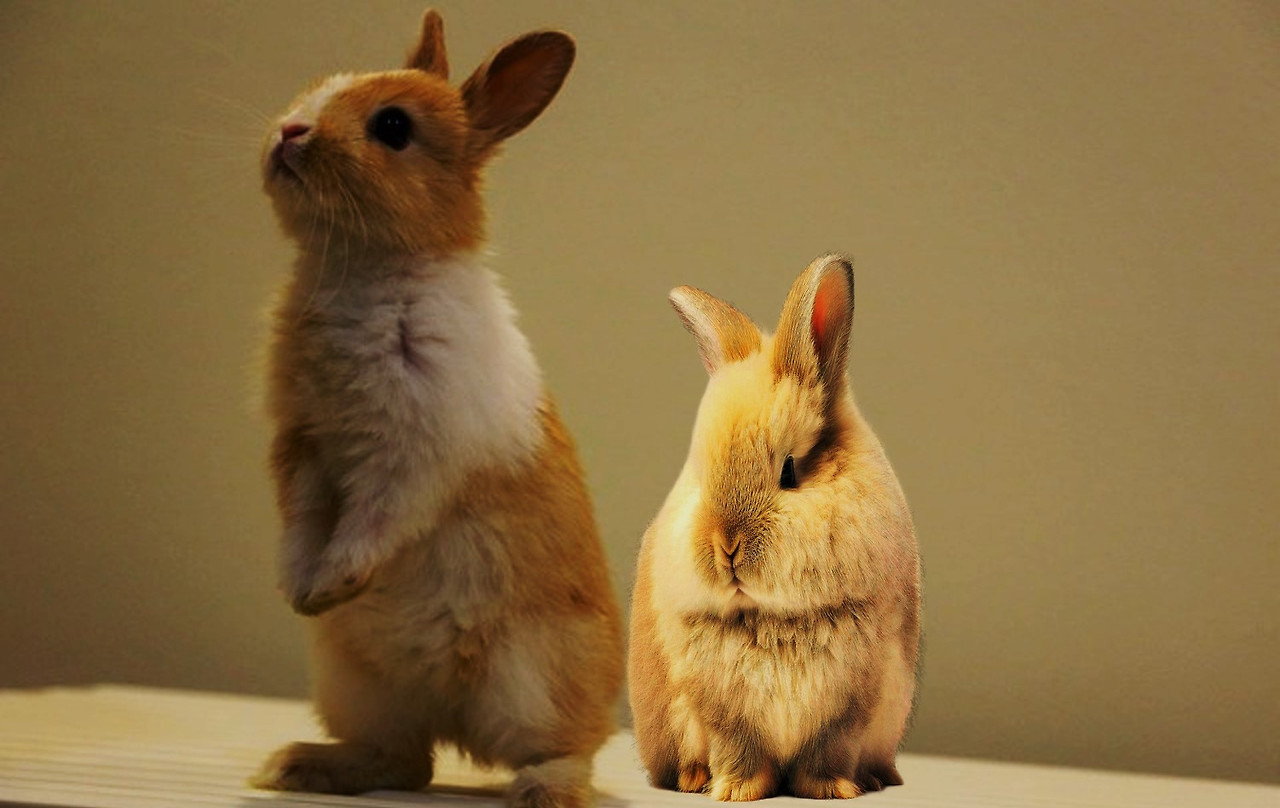 2025년 토끼의 전반적인 운세를 알려 드리겠습니다.