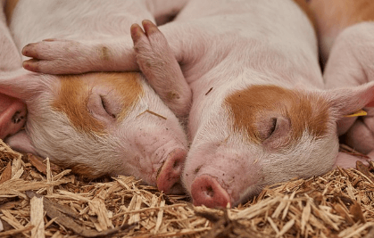 복권 당첨되는 꿈 5가지 중 돼지와 관련된 꿈을 나타내는 돼지 사진