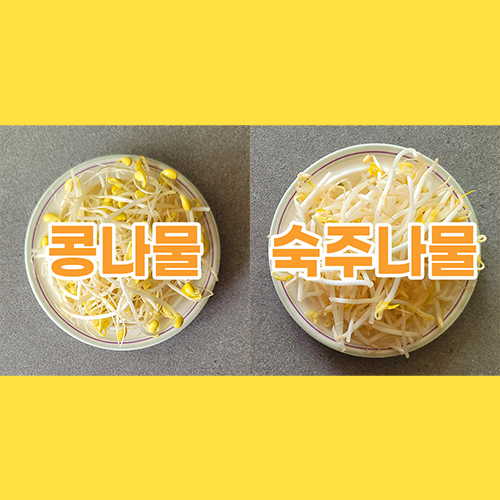콩나물과 숙주나물