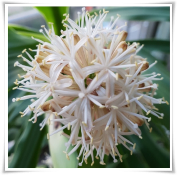 &quot;행운목&quot; 행운을 불러오며 실내 정원을 아름답게 가꾸는 초록의 친구!