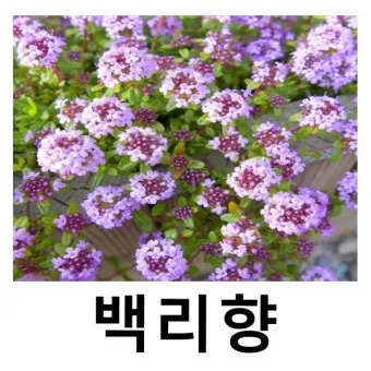 백리향 키우는 법 집에서 재배법 꿀팁_22