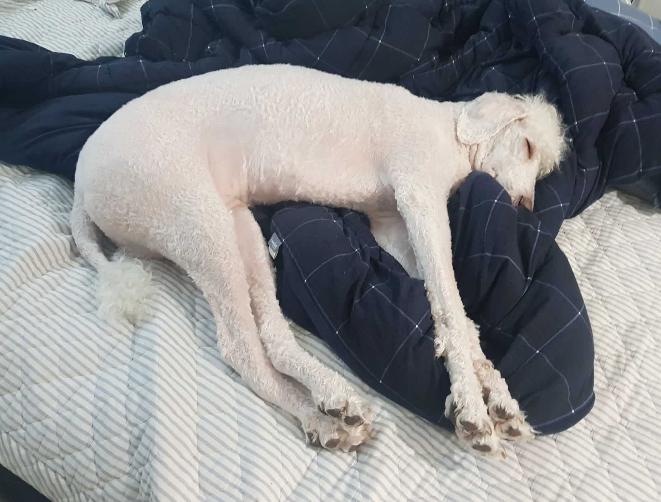 스탠다드 푸들 성견