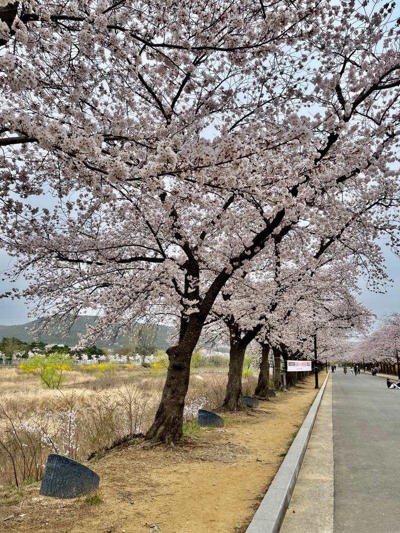 경주 벚꽃