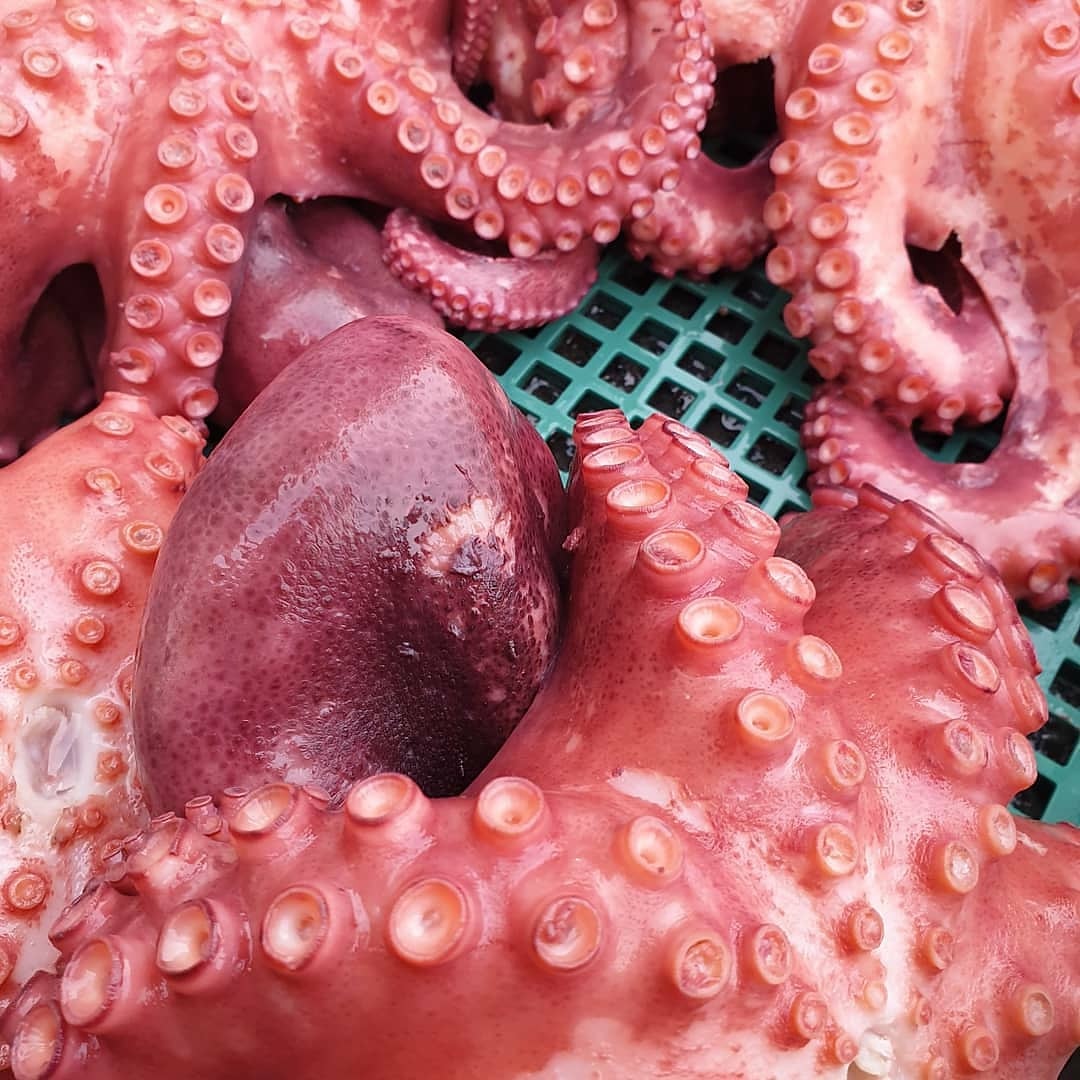 생방송오늘저녁 제주 서귀포매일올레시장 오메기 감귤 닭강정, 문어 튀김 옛날 통닭 치킨 맛집 추천