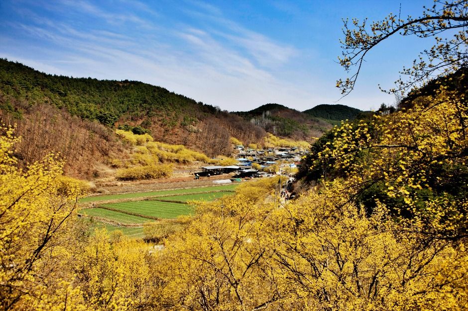 의성 산수유마을 전경