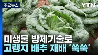 배추 재배 정식 시기 석회 뿌리기 벌레 예방_11