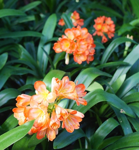 겨울 꽃 군자란