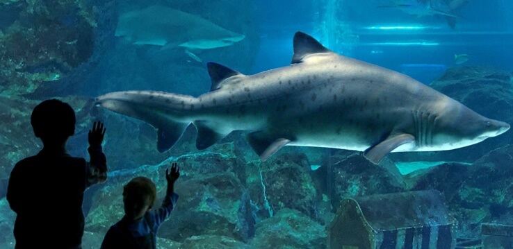 코엑스아쿠아리움