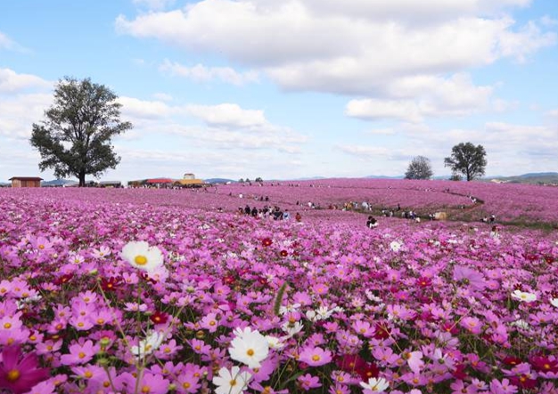 농협안성팜랜드 코스모스