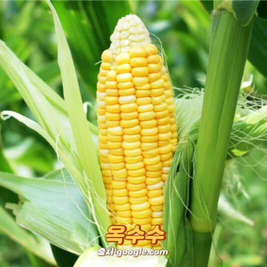 옥수수