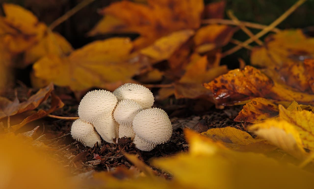 산림 생태계에서 버섯 다양성이 중요한 이유
