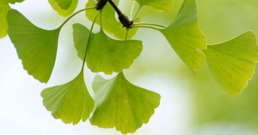 혈액순환, 기억력 감퇴, 치매예방에 도움이 되는 은행잎과 나토키나제의 효능과 부작용