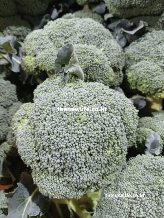 브로콜리 효능의 면역력 증진을 돕는 비타민 C 성분의 실사진