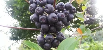 아로니아 재배 전정 포인트 병충해 방제 수확 저장_4