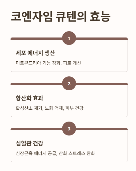 코엔자임 큐텐의 효능 1