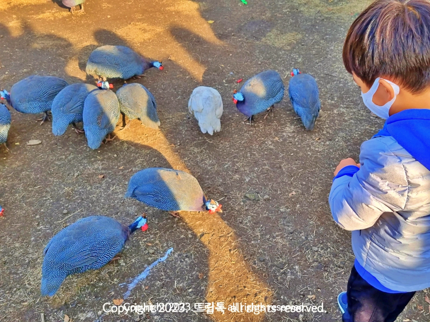 호로조에게 먹이를 뿌리는 아이