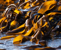 이명에 좋은 음식 영양제 식단