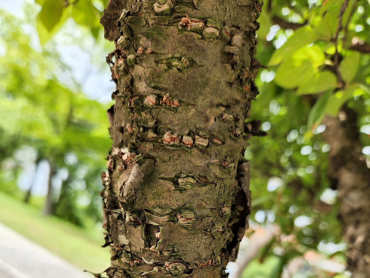 앵도나무(앵두나무)