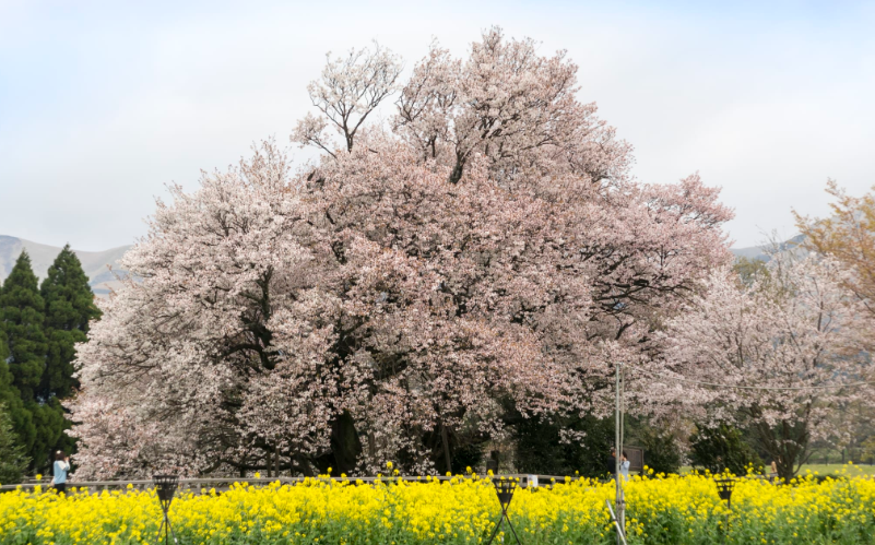 잇신교공원벚꽃-이미지출처-일본정부관광국