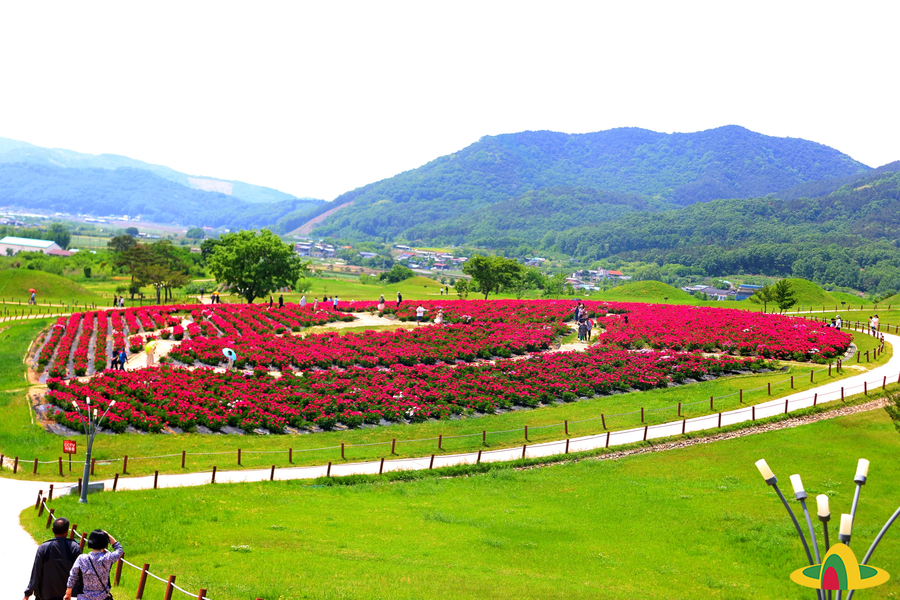 의성 조문국사적지 작약꽃