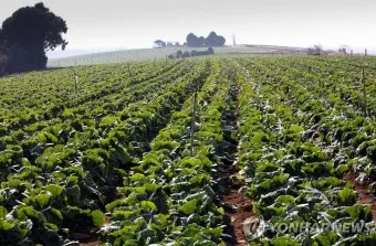 6월에 심는 밭작물 채소_5