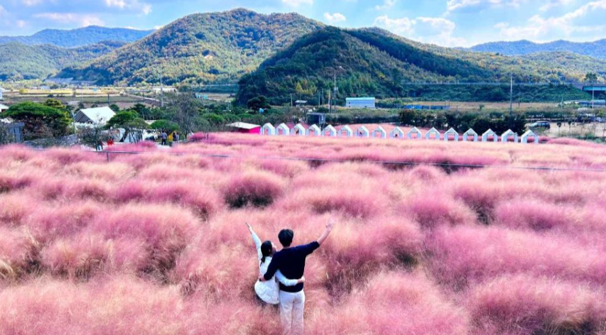 고창 핑크뮬리 축제