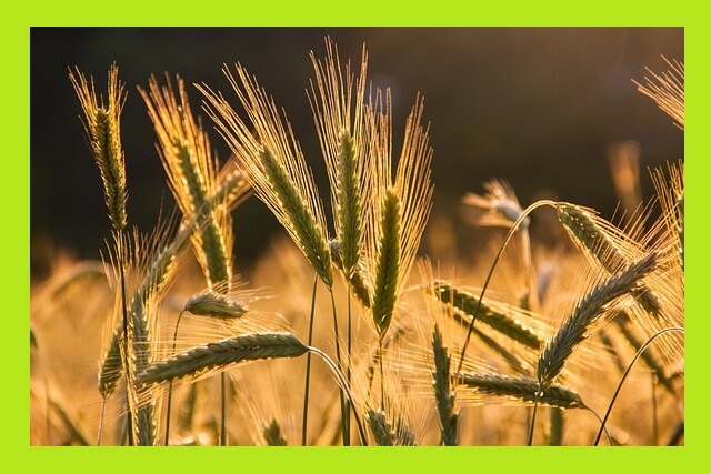 곡물-농사-전경