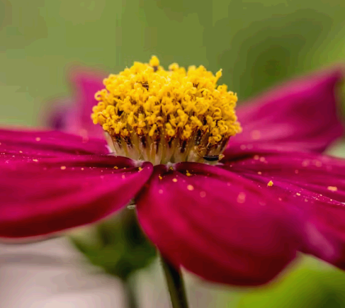 꽃가루 알레르기 증상