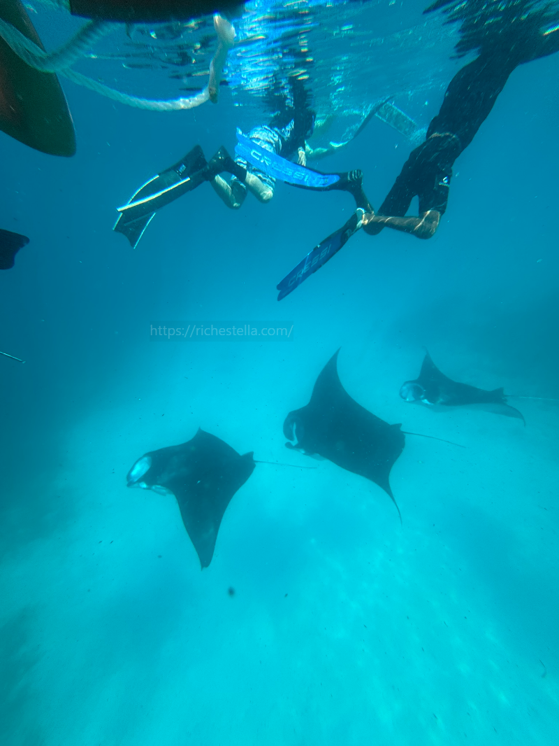 만타가오리 스노쿨링