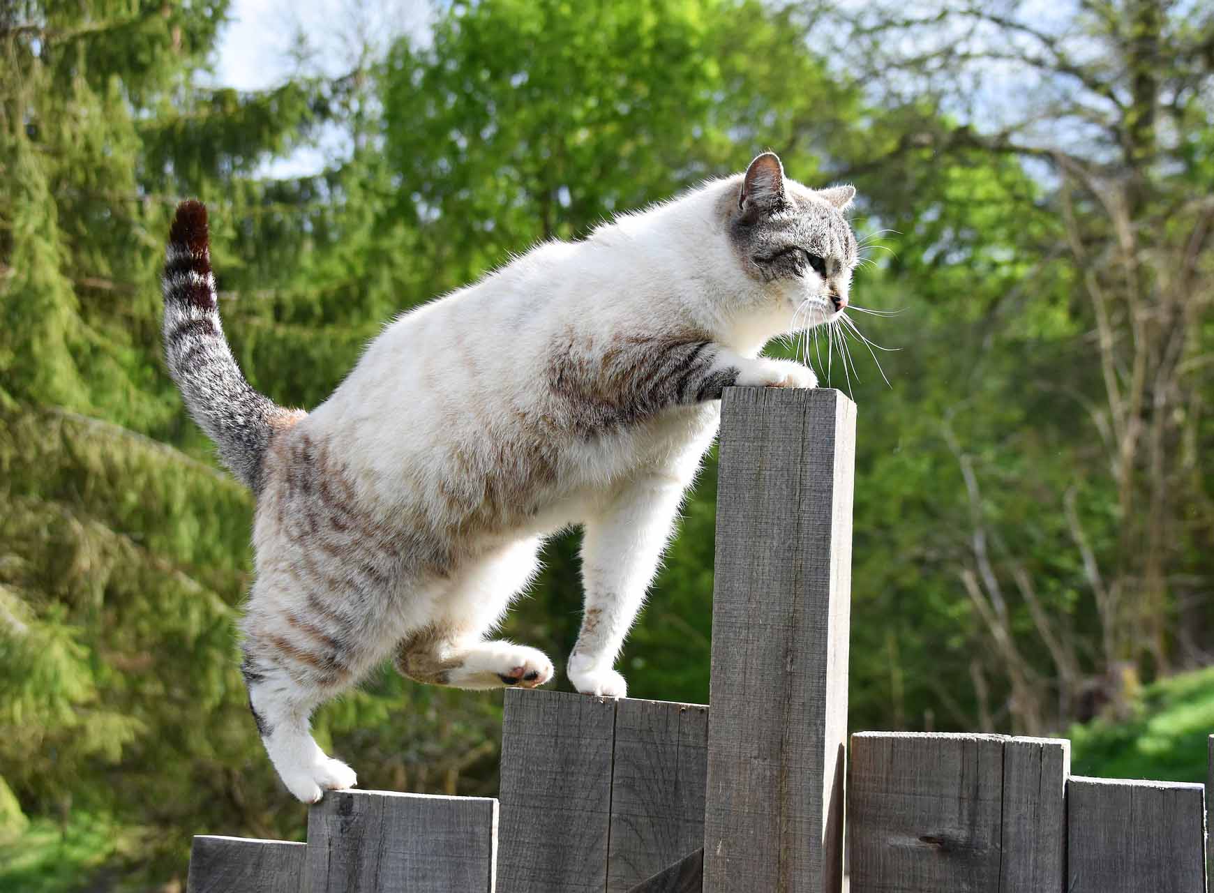 높은 울타리를 올라가는 고양이