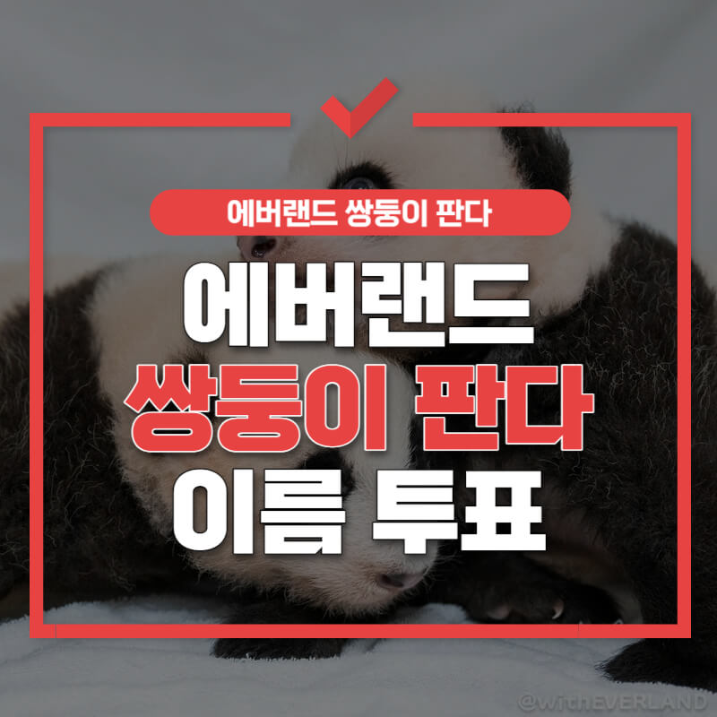 쌍둥이 판다 이름 투표 썸네일