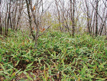 [정원수목]한옥 정원에 어울리는 한국 전통 수목 10가지