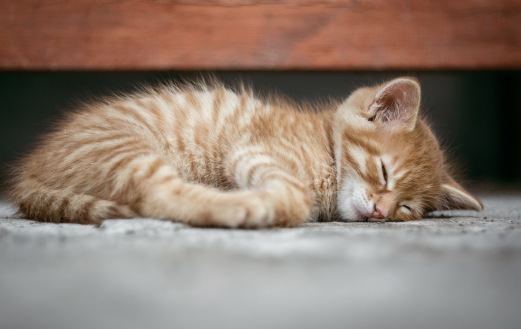 수면의 질을 높이는 과학적 방법