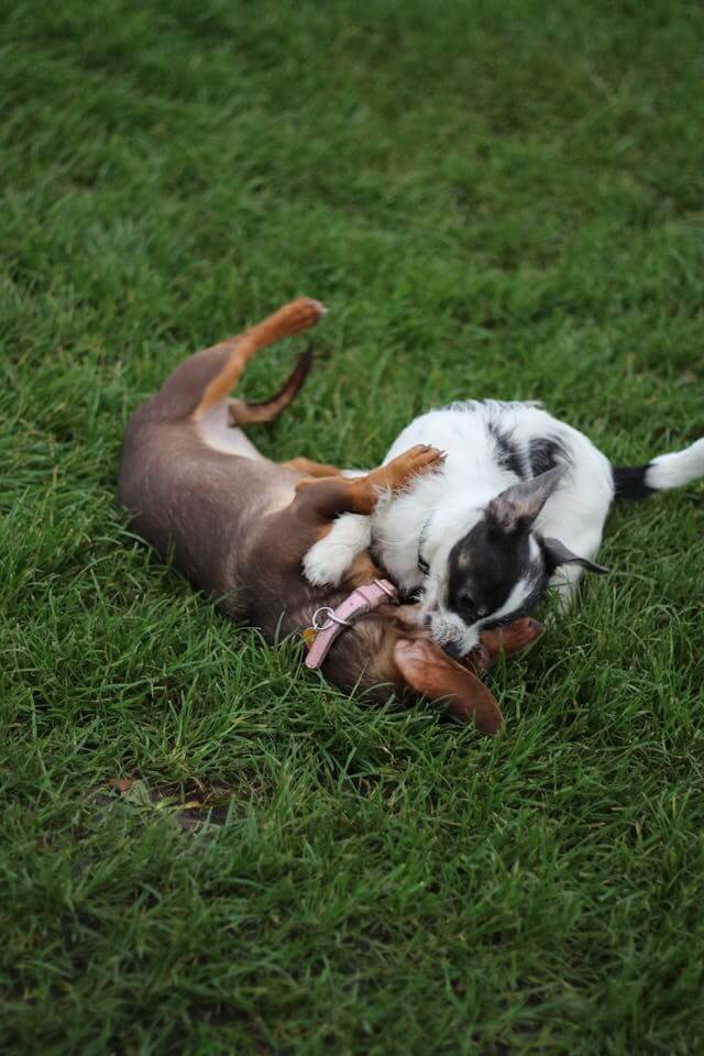 반려견 봄철 알레르기 사진