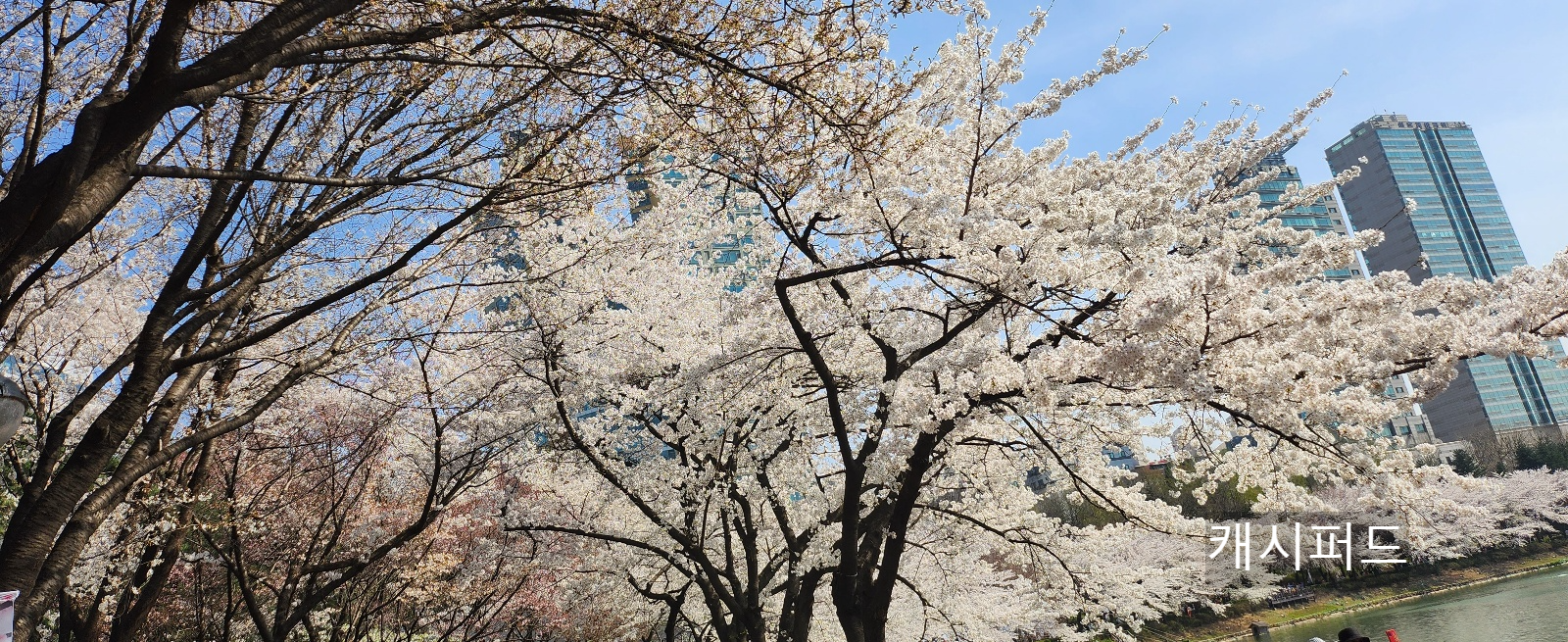 벛꽃나무 