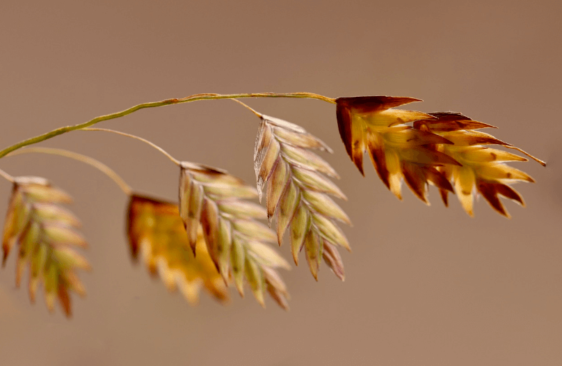 장 건강에 좋은음식 귀리