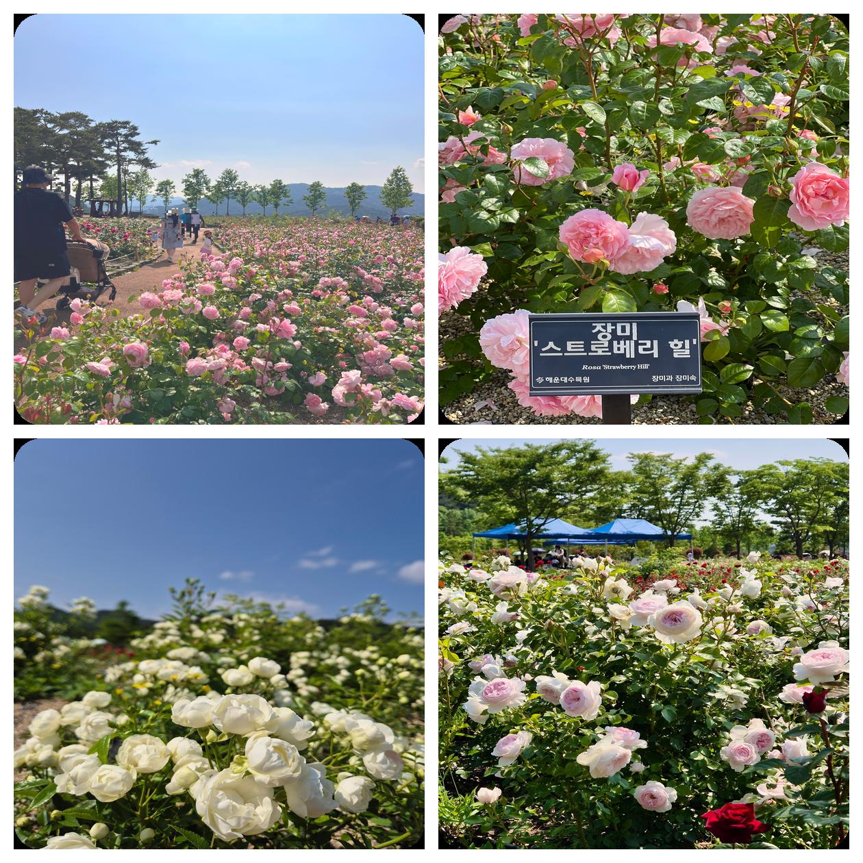 해운대 수목원 장미원, 해운대수목원, 장미명소, 노란장미, 빨간장미, 분홍장미, 장미포토존