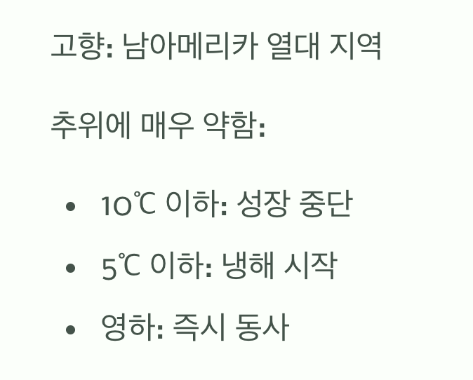 만데빌라는 '열대 공주님'입니다