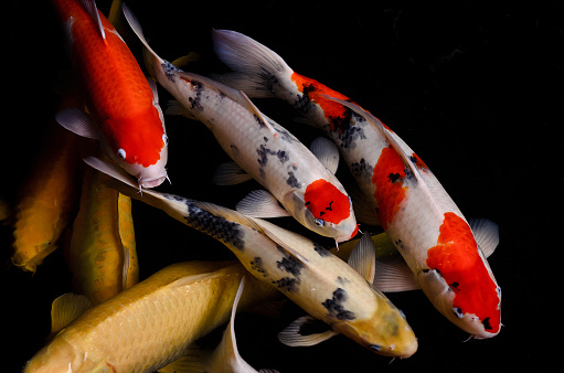 헤엄치는-잉어들