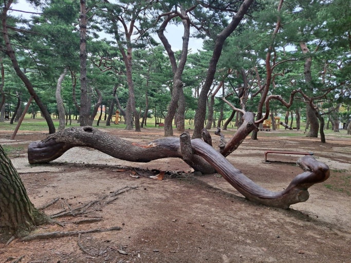 하동 송림공원