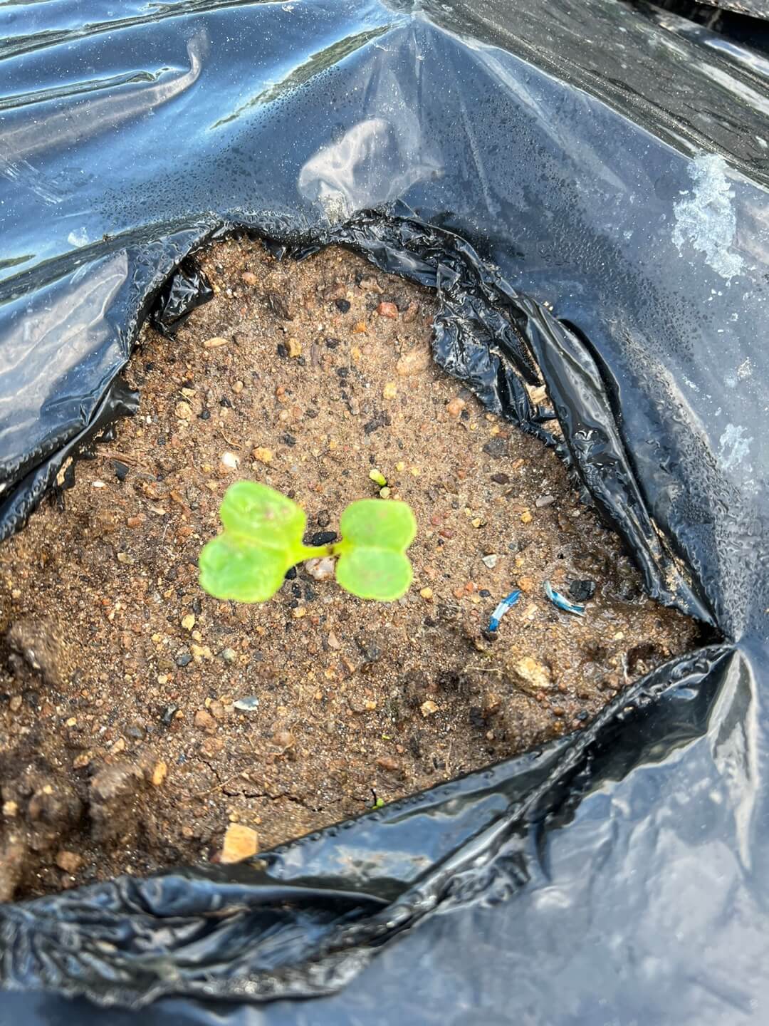 발아된 김장무
