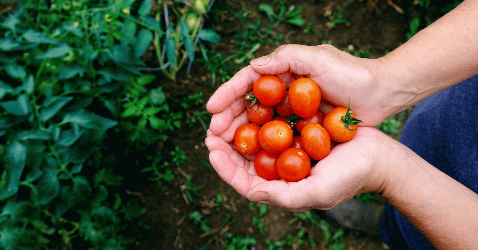 스테비아방울토마토칼로리