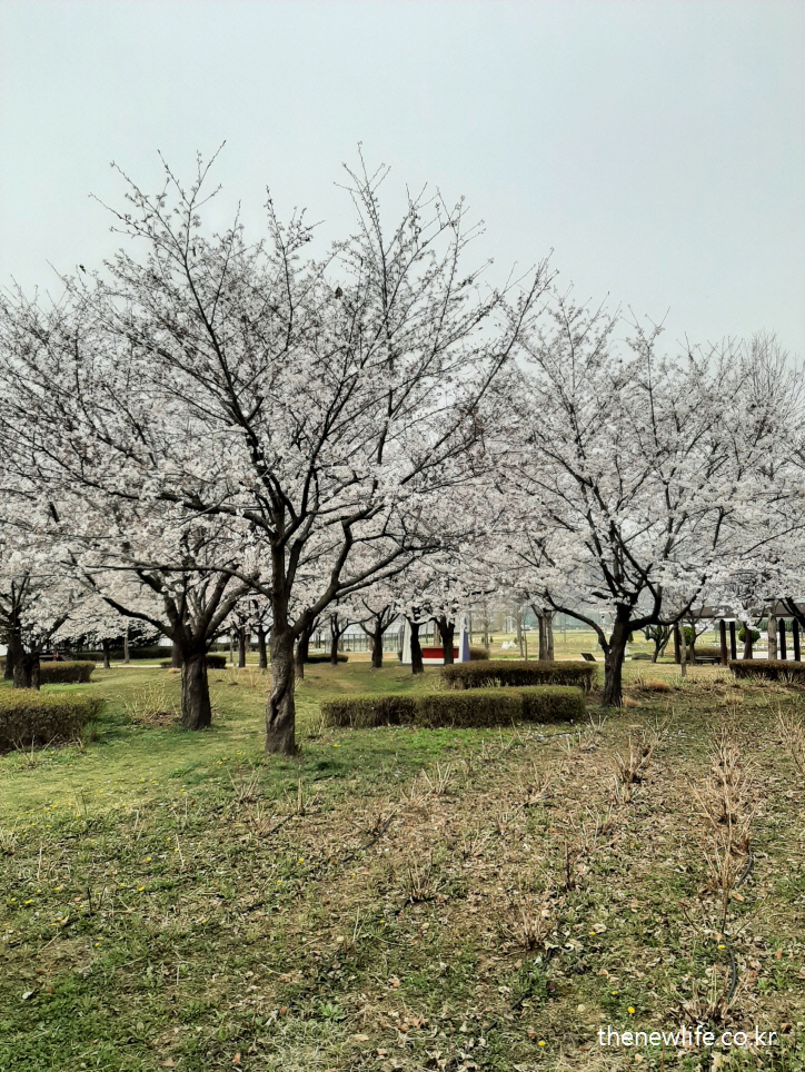 봄날 벚꽃 나무 아래 펼쳐진 민들레 밭 전경