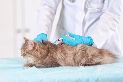 주사를 맞고 있는 고양이.