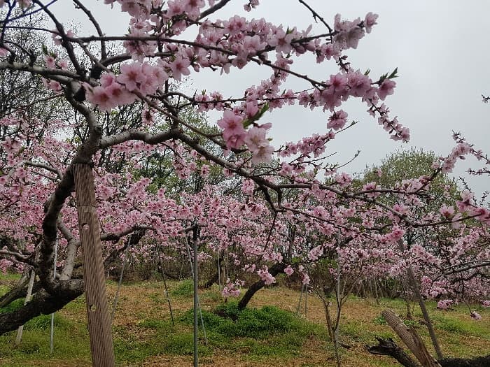 [4월 축제]서울근교 봄꽃 축제❘부천 춘덕산 복숭아꽃 축제❘복숭아꽃 개화가 절정이에요. 맛집 추천
