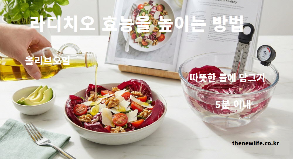 라디치오 효능을 높이는 올리브오일 섭취법과 쓴맛을 줄이는 따뜻한 물 세척 방법 인포그래픽