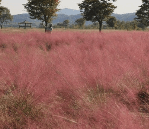 가을여행 단풍 기차여행 추천