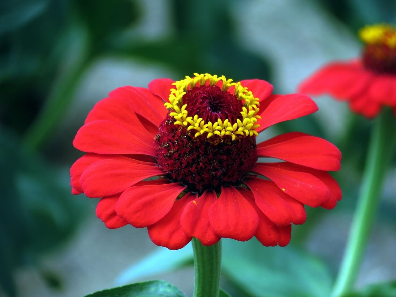 평창 백일홍 축제 기간 추석 입장료 주차장 프로그램