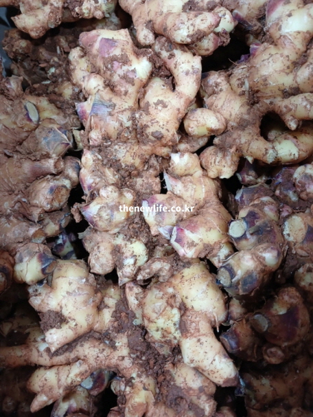 생강 제철, 원산지 설명 사진으로 생강밭에서 흙이 묻은 상태의 수확 직후 생강 뿌리 사진